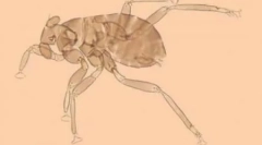 Cele mai uimitoare insecte (10 fotografii)